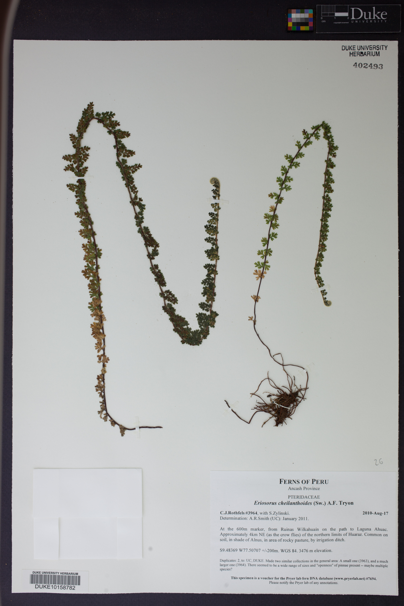 Jamesonia cheilanthoides image