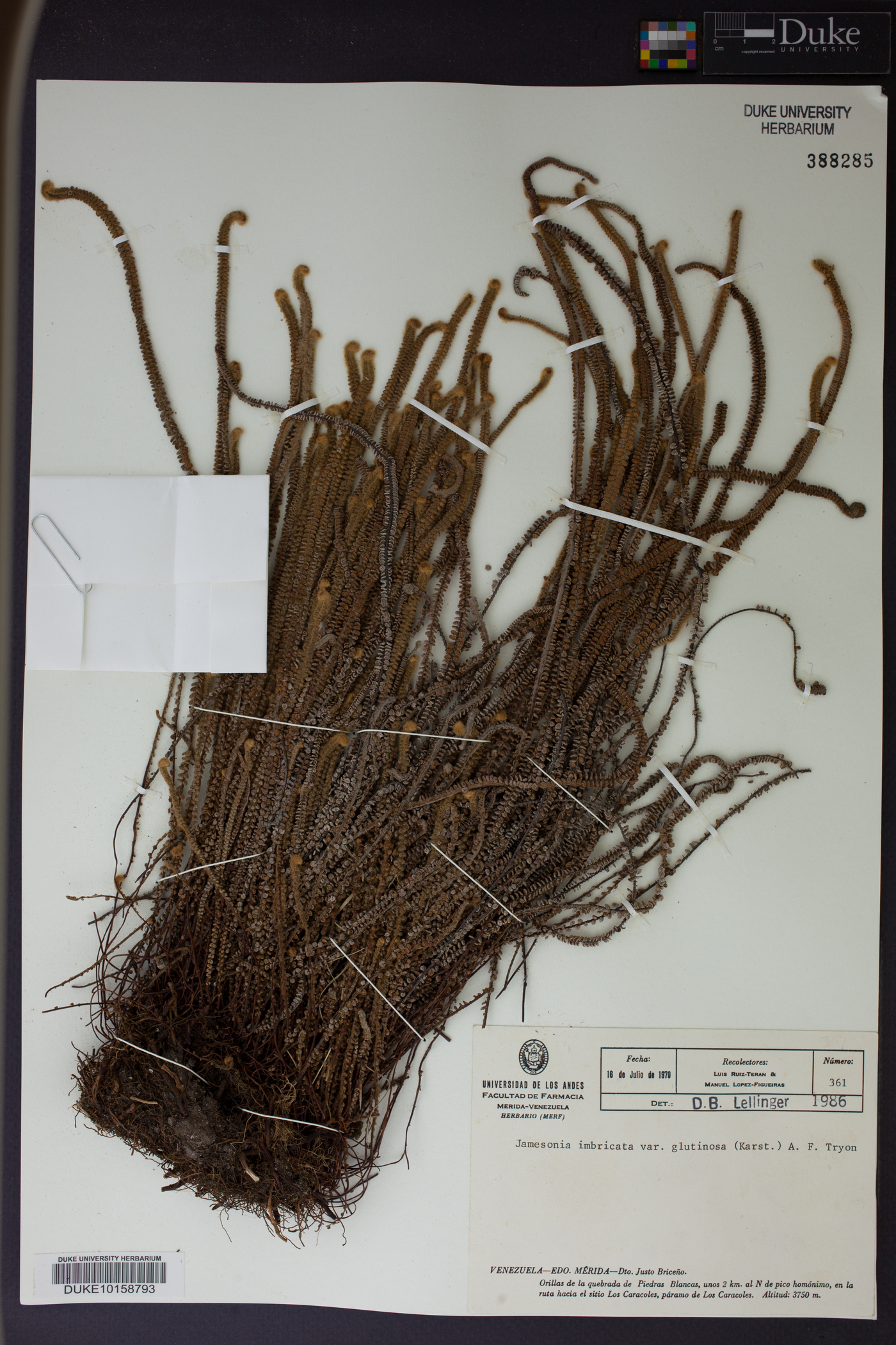 Jamesonia imbricata image