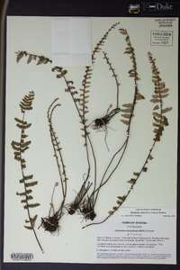 Myriopteris aurea image