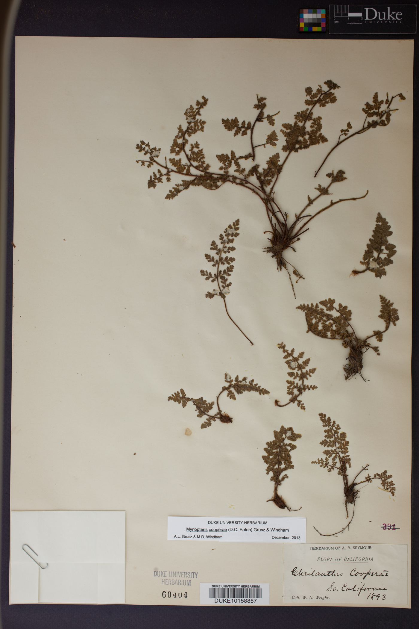 Myriopteris cooperae image