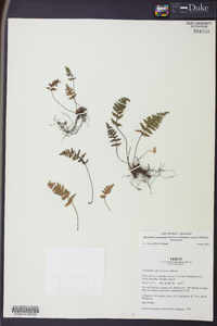 Myriopteris yavapensis image