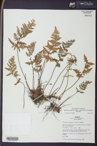 Myriopteris yavapensis image