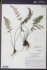 Myriopteris myriophylla image