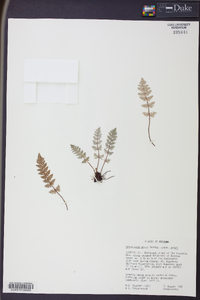 Notholaena grayi subsp. grayi image