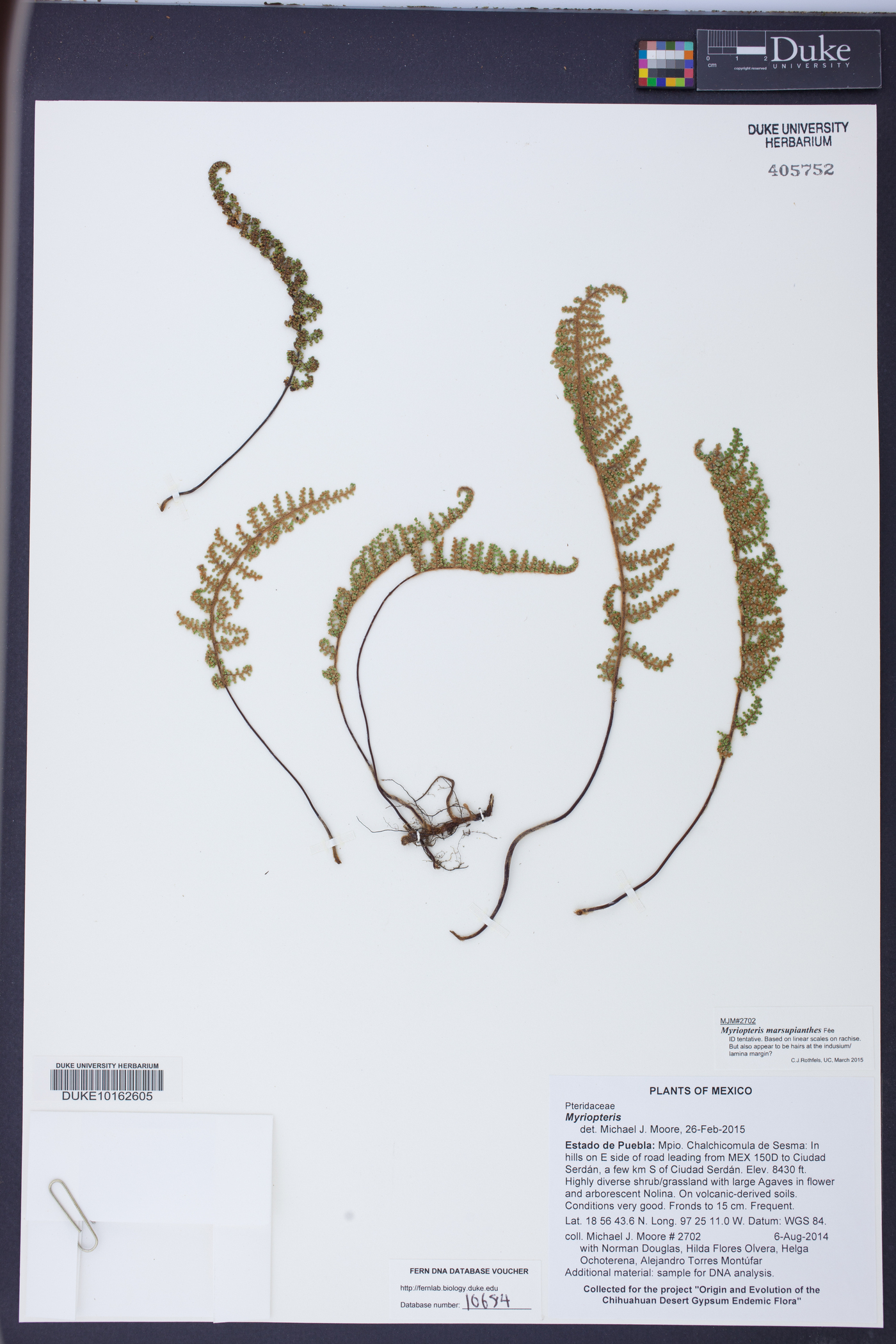 Myriopteris marsupianthes image