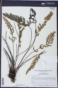 Myriopteris myriophylla image