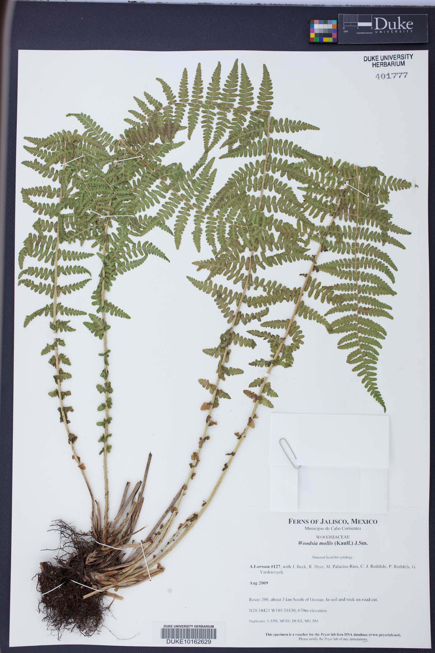 Woodsia mollis image