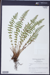 Woodsia mollis image