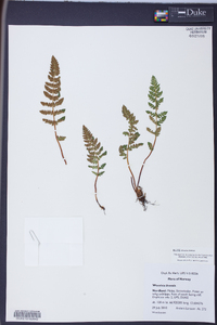 Woodsia ilvensis image