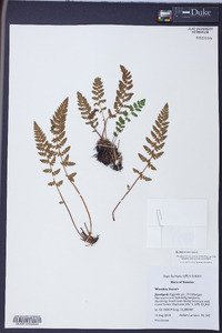 Woodsia ilvensis image