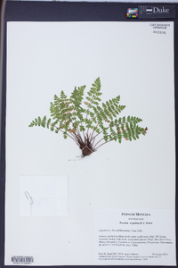 Woodsia scopulina image