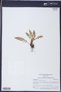 Woodsia scopulina subsp. scopulina image