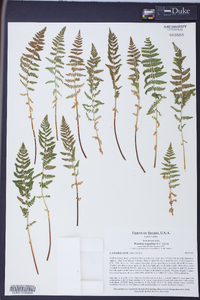 Woodsia scopulina image