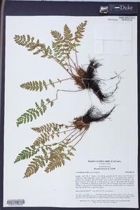 Woodsia ilvensis image