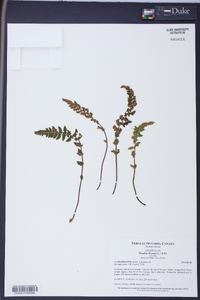 Woodsia ilvensis image