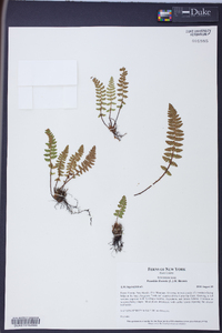 Woodsia ilvensis image