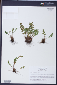 Woodsia ilvensis image