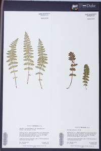 Woodsia ilvensis image