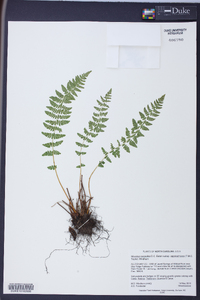 Woodsia scopulina subsp. appalachiana image