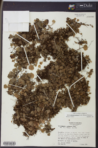 Trichomanes godmanii image