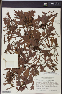 Didymoglossum membranaceum image