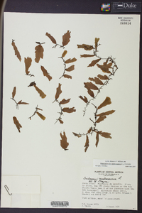 Didymoglossum membranaceum image