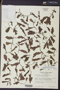 Didymoglossum membranaceum image