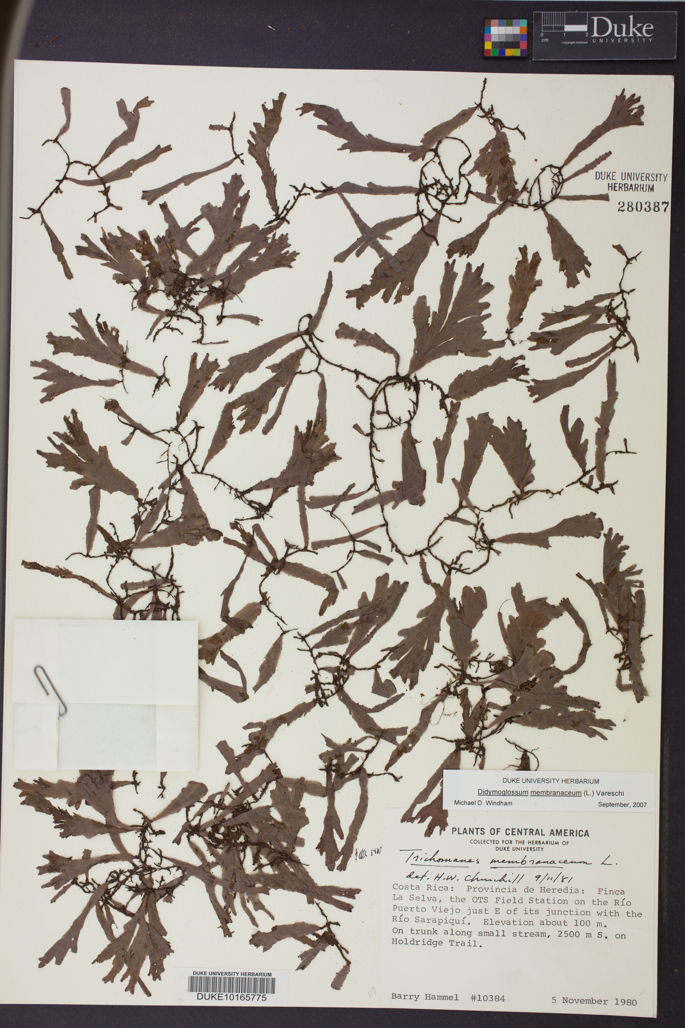 Didymoglossum membranaceum image