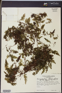 Hymenophyllum hirsutum image