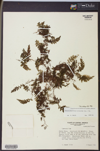 Hymenophyllum hirsutum image