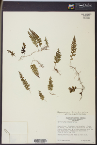 Hymenophyllum hirsutum image