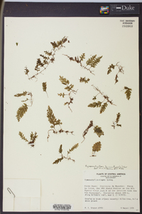 Hymenophyllum hirsutum image