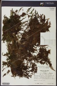 Hymenophyllum hirsutum image