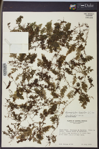 Hymenophyllum hirsutum image