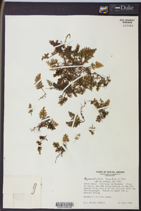 Hymenophyllum hirsutum image