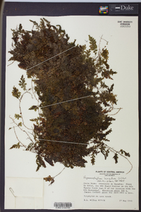 Hymenophyllum hirsutum image