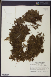 Hymenophyllum hirsutum image