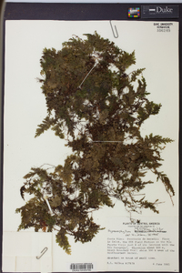 Hymenophyllum hirsutum image