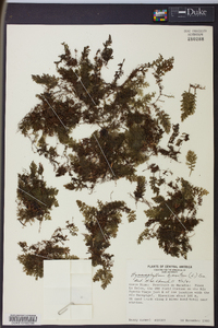 Hymenophyllum hirsutum image