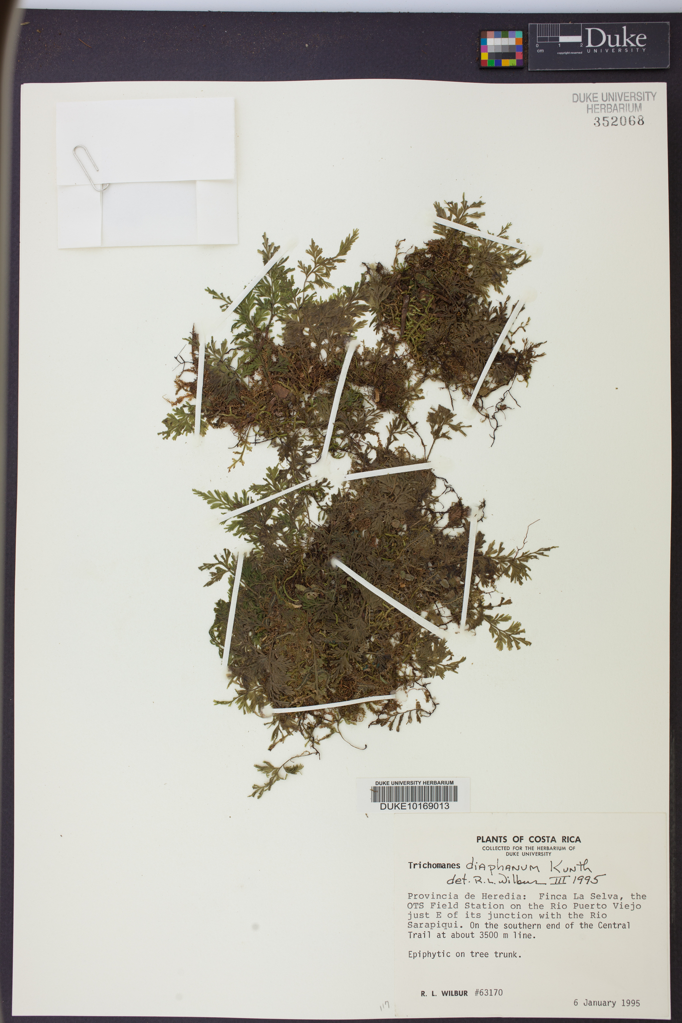 Polyphlebium diaphanum image