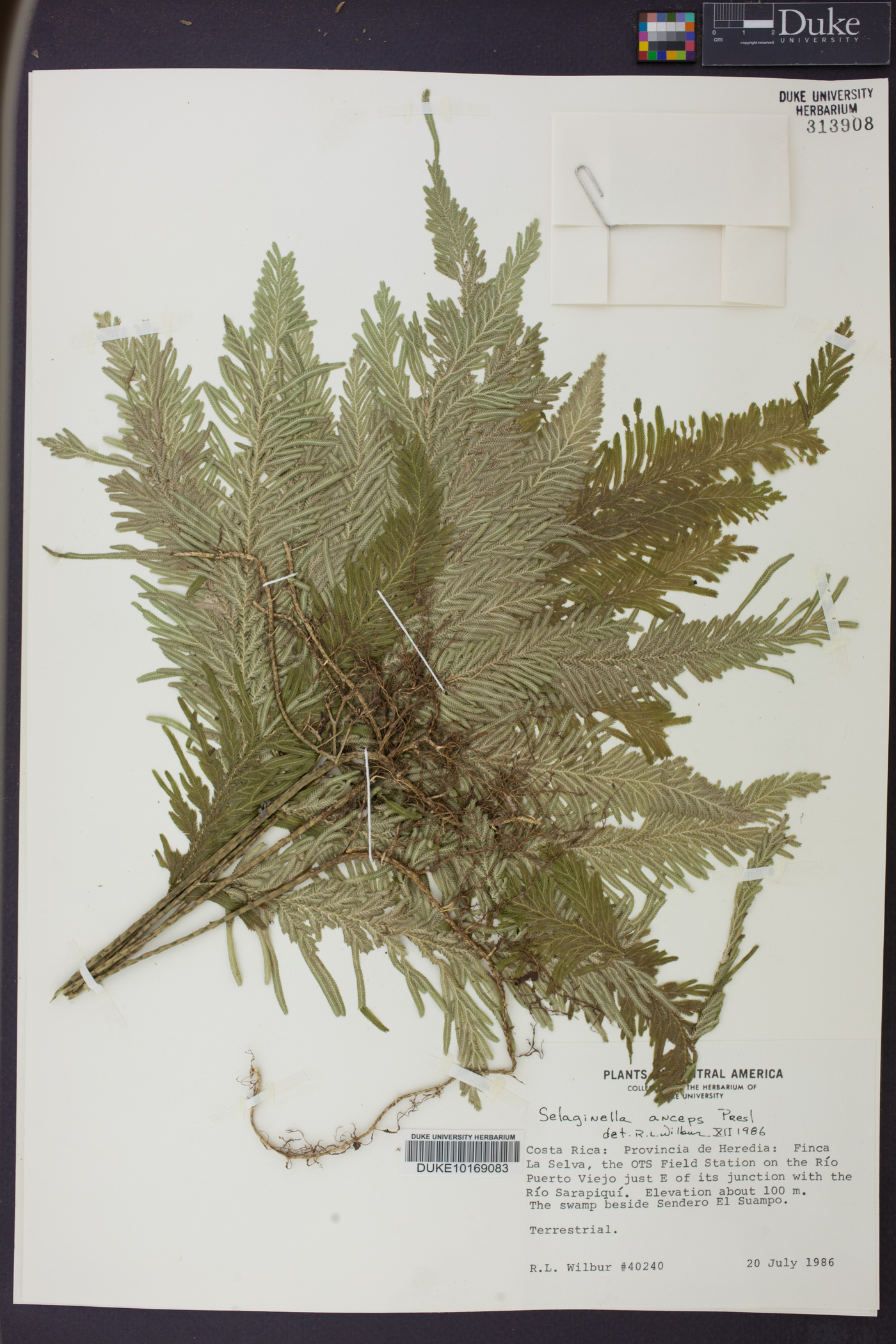 Selaginella anceps image