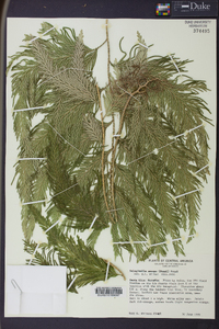 Selaginella anceps image