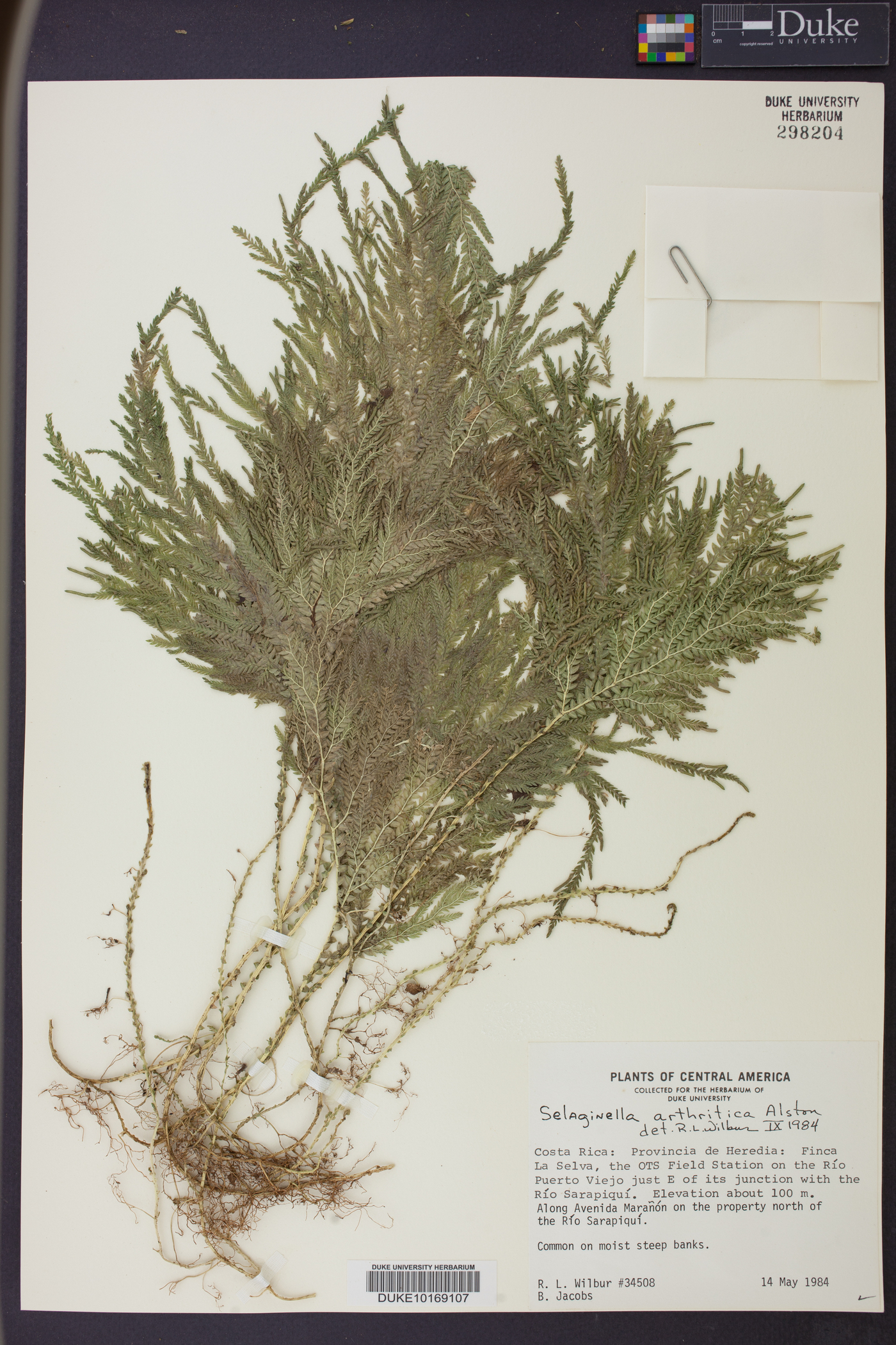 Selaginella arthritica image