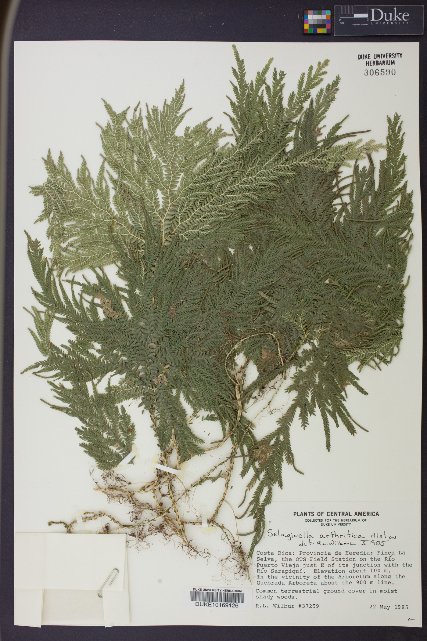 Selaginella arthritica image