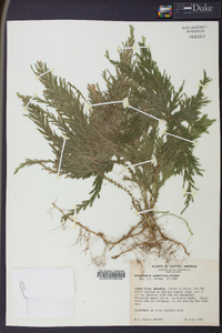 Selaginella arthritica image