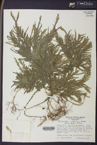 Selaginella arthritica image