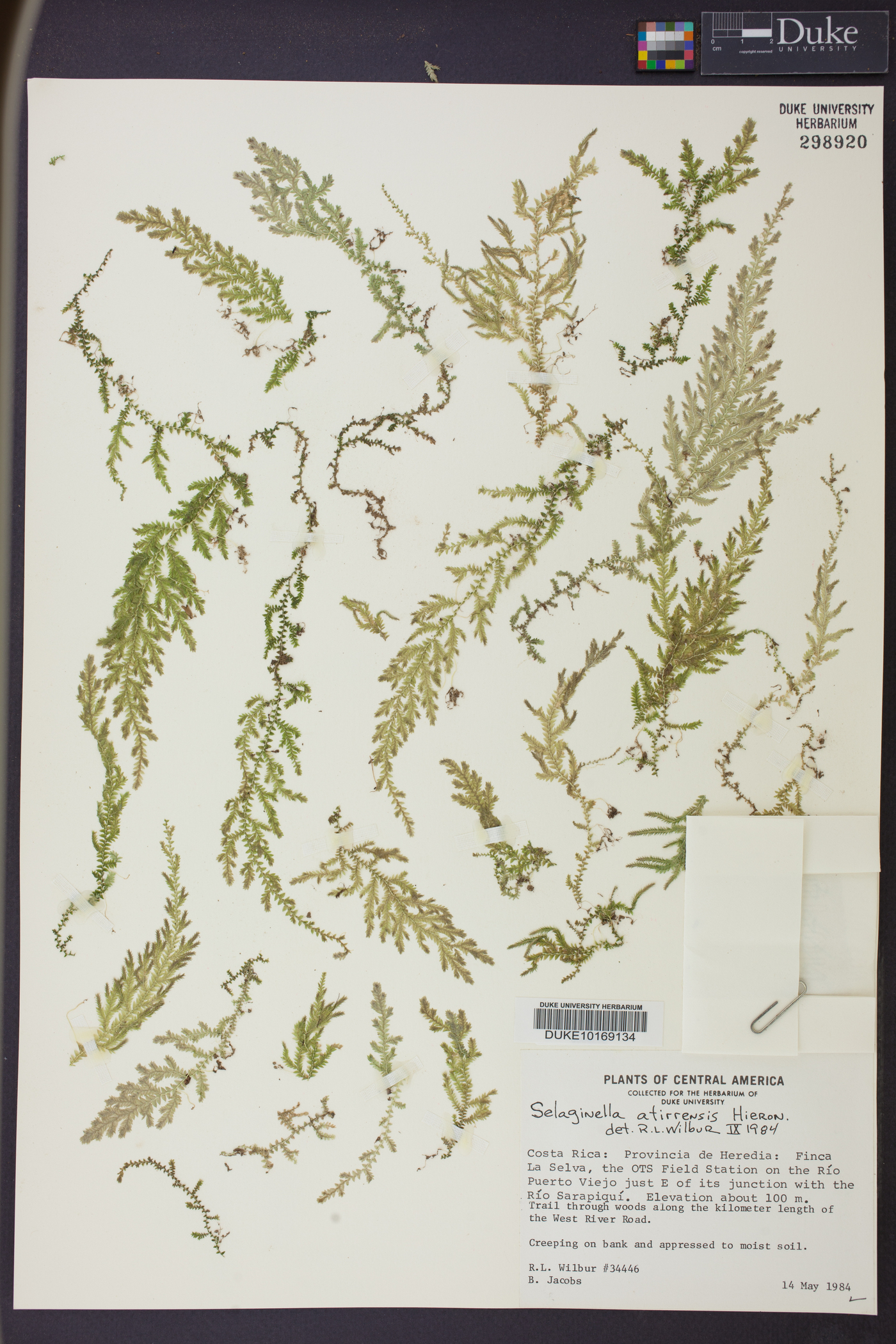 Selaginella atirrensis image