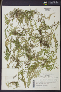 Selaginella atirrensis image