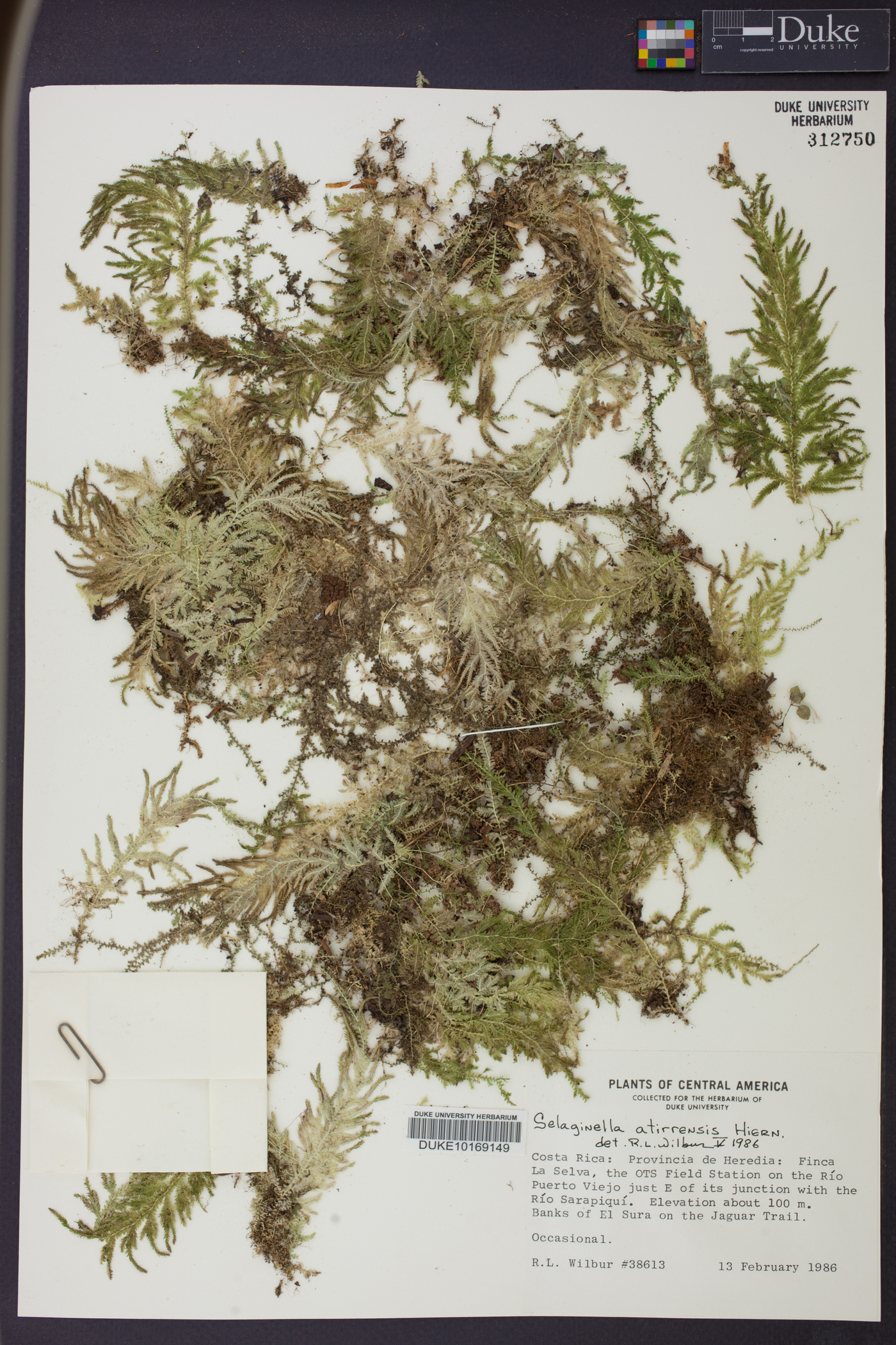 Selaginella atirrensis image