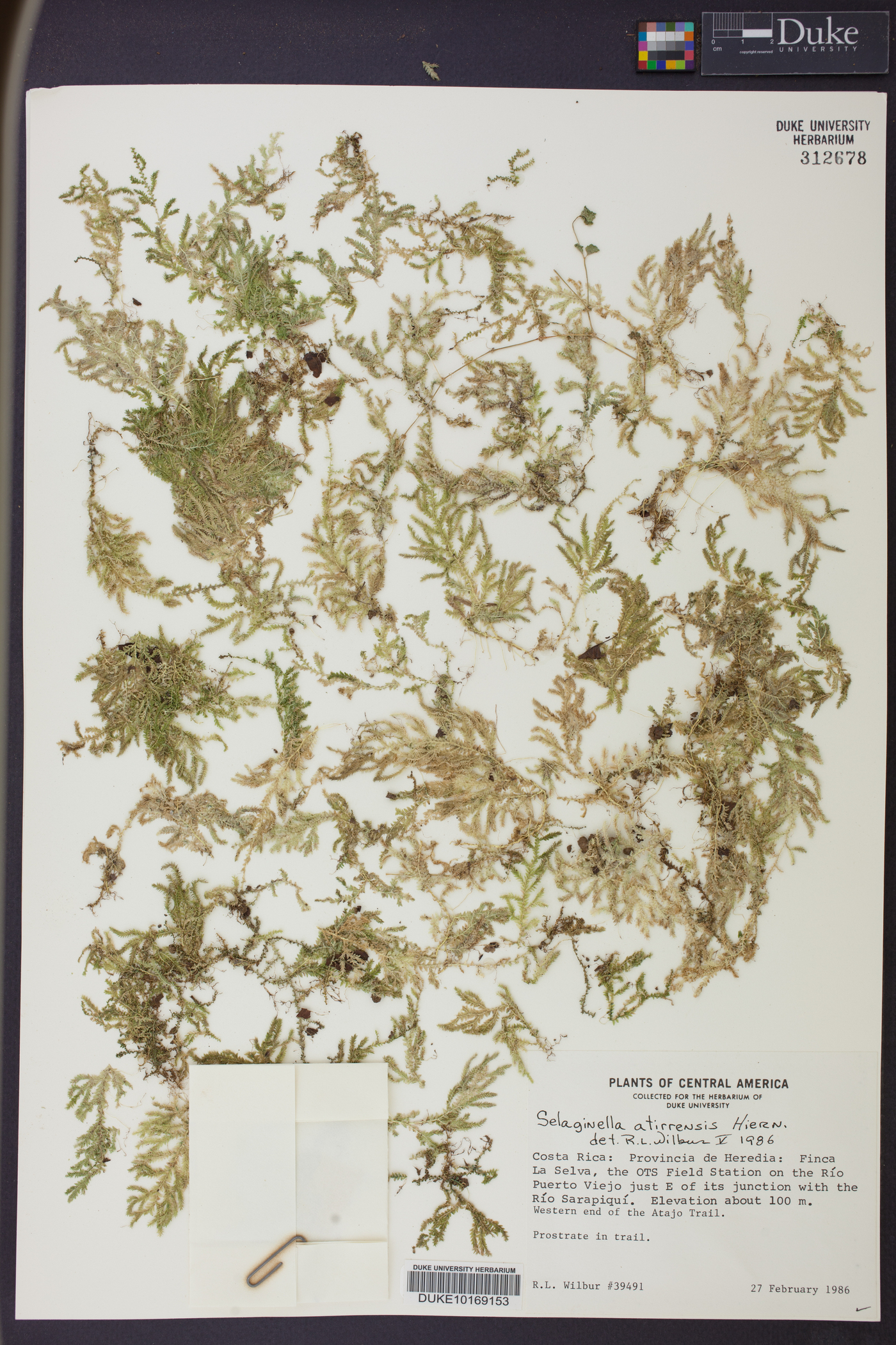 Selaginella atirrensis image